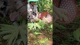 Corn Harvesting in Forest Life – Living with Animals and Farm Life Adventures [upl. by Ko]