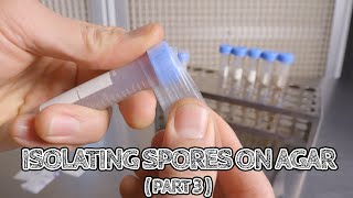 Isolating Spores on Agar Part 3  Storing Cultures in Slants  Mushroom Cultivation [upl. by Noterb]