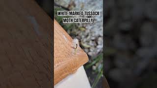 White Marked Tussock Moth Caterpiller at Woodhaven Lakes [upl. by Eiramoj]