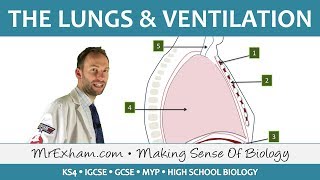 Lungs and Ventilation  GCSE Biology 91 [upl. by Notna]