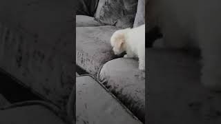 Bichon frise puppy first bark and sounds [upl. by Donelu]