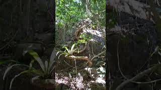 Epiphytes on roots and branches descending a cliff June 18th 2024 [upl. by Tsenre387]