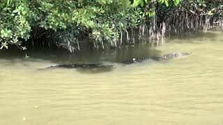 Big crocodile swimming in Daintree River [upl. by Erminia145]