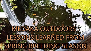 medaka rice fish outdoors  lessons learned from the spring breeding season [upl. by Dillie]