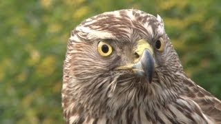 Goshawks on pheasants and rabbits [upl. by Brandise]