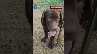 50000 wala chocolate colour dog 😳😱 labrador dog doglover trending shortsfeed youtubeshorts [upl. by Nitsirhc871]