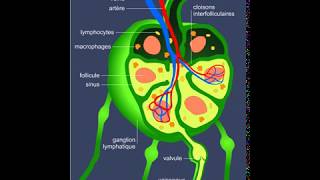 Système lymphatique [upl. by Ylrac]