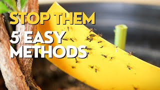 Get Rid of Black Flies on Plants  FUNGUS GNATS [upl. by Geldens]