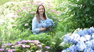 Planting a Hydrangea Garden for Blooms All Season Long  Northlawn Flower Farms [upl. by Zolnay329]