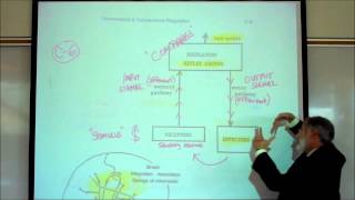 HOMEOSTATIC REFLEXES by Professor Fink [upl. by Ainnet]