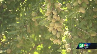 How a new variety of almond trees could benefit Central Valley farmers [upl. by Pisarik]