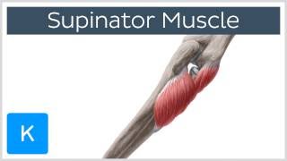 Supinator Muscle  Origins amp Function  Human Anatomy  Kenhub [upl. by Stanfill]