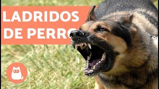 Ladridos de Perro  Muy bueno barking dogs [upl. by Anerroc756]