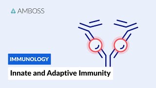 Innate and Adaptive Immunity Types of Immune Responses Full version [upl. by Linneman27]