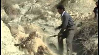 Suicidal Sheep 50 sheep commit mass suicide in Turkey [upl. by Ayetal]