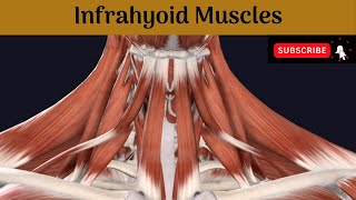 Infrahyoid Muscles Anatomy mbbs education bds headandneckanatomy muscle [upl. by Oderfla]