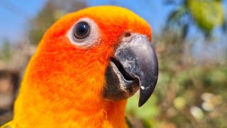 My voice makes your ears tickle  sun conure sounds birdtv sunconure sunconuresounds [upl. by Belva36]