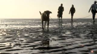 Destination Germany Walking the North Sea Mudflats [upl. by Kilbride995]