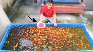 This is the best food to grow your fish faster [upl. by Corny]