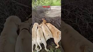 Kaalu Or Roxi  Chota Bachha He Voanimalsneedpeople pets labrador animals dog shorts doglover [upl. by Stanley864]