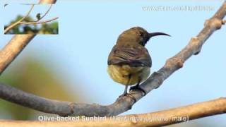 A Singing Olivebacked Sunbird [upl. by Lahcear246]