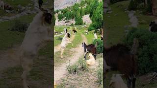 Mountain Pure Organic Village Life 🏔️Last Village of 🇵🇰 [upl. by Nalra]