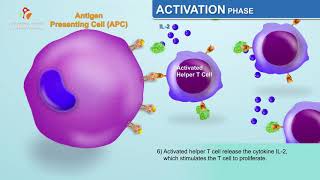 The Humoral Immune Response  Immunology Animations [upl. by Elraet]