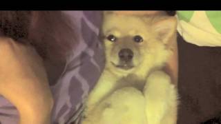 CUTEST PUPPY EVER  SHY TRICK [upl. by Wagoner797]