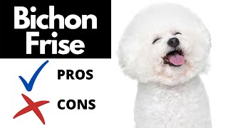 Bichon Frise Pros And Cons SHOCKING [upl. by Llemart]