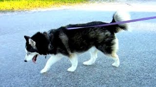 How to Walk 3 Siberian Huskies with ROLLER BLADES [upl. by Ojillek]