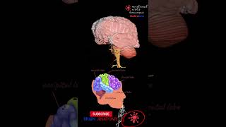 NeuroAnatomy  Areas of brain structures  3D [upl. by Rastus]