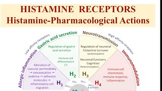 Histamine Receptors Pharmacological actions of histamine thepharmaguidechannel [upl. by Ynnaf]