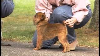 Brussels Griffon  AKC Dog Breed Series [upl. by Airtened]