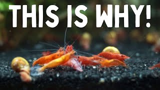 10 Most Common Reasons Why Shrimp Die [upl. by Dow403]