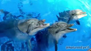 Friendly Dolphins Playing  Dolphins Sounds  NaturesEye11 [upl. by Sinnard]