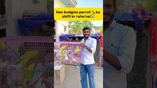 Ham Budgies parrot 🦜ko shift kr rahe hai🏠 petlover minivlog birds budgies parrot petlover [upl. by Cuyler]