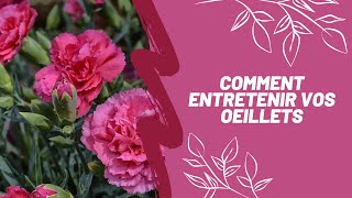 Comment entretenir vos œillets [upl. by Annabela633]