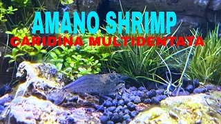 Amano japonica shrimp care [upl. by Ahsad]