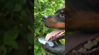 testing a dog saliva but😱😱 dog experiment shorts like and subscribe my channel [upl. by Selrhc159]