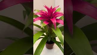 Guzmania piante pianta plants flowers flower [upl. by Anrehs616]