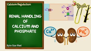 Renal Regulation of Calcium and Phosphate  Calcium Homeostasis  Endocrine  Renal Physiology [upl. by Alywt]