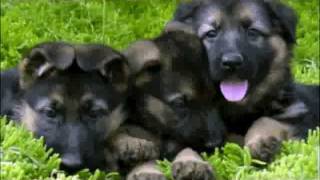 Trained German Shepherd Puppies  11 weeks old [upl. by Retsila]