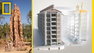 See How Termites Inspired a Building That Can Cool Itself  Decoder [upl. by Ikin]