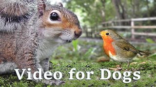 Videos for Dogs to Watch Extravaganza  Dog Watch TV  8 Hours of Birds and Squirrel Fun for Dogs ✅ [upl. by Avelin]