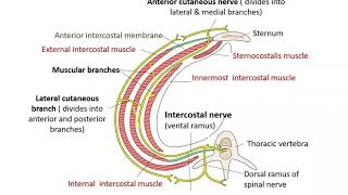 Gross anatomy Thorax Intercostal Nerve [upl. by Ibrek]