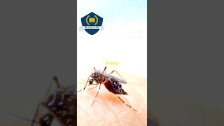 Malaria life cycle sciencology education bio neet biologyscience science life knowledge [upl. by Niraj]