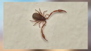 Pseudoscorpion [upl. by Orgel]