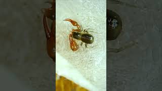 Moss Pseudoscorpion [upl. by Nnylyar987]