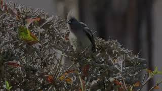 White backed Mousebird [upl. by Brecher]