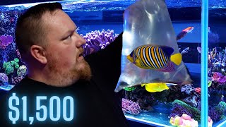 UNBOXING 1500 worth of SALTWATER FISH [upl. by Adolphus]